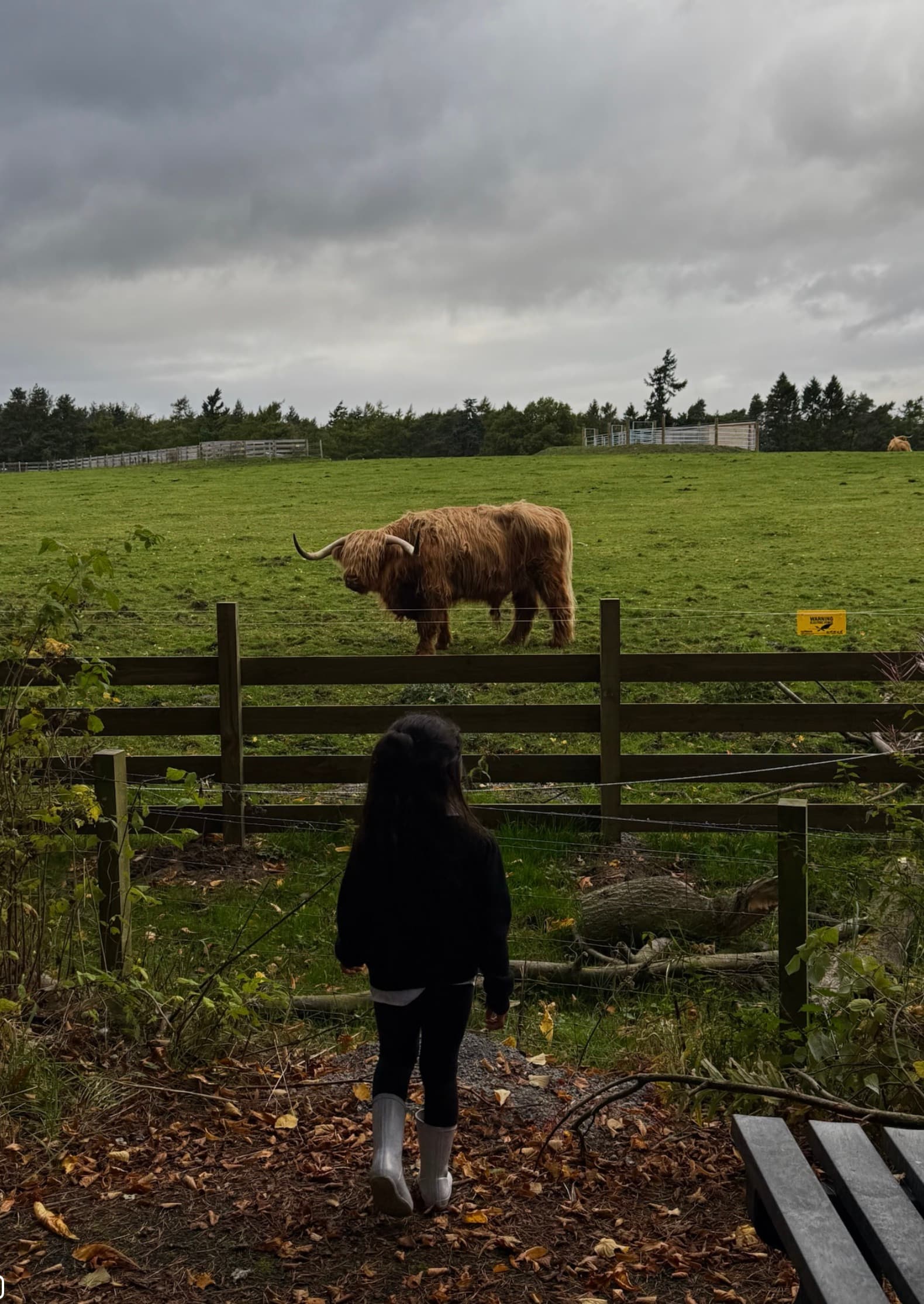 child with a highland cow