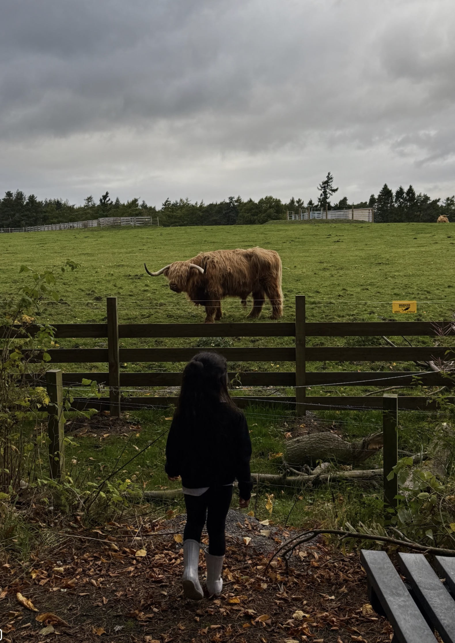 child with a highland cow